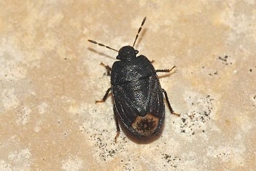 Ochetostethus sp.