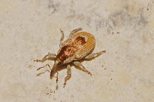 Réf. 181 360 : Sibinia seriata