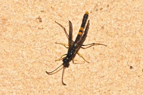 Calameuta sp.
