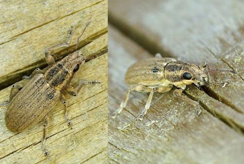 Sitona sp.