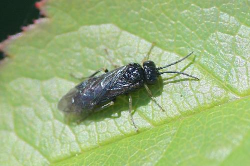Réf. 181 356 : Endelomyia aethiops