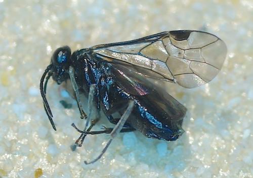 Réf. 181 357 : Endelomyia aethiops