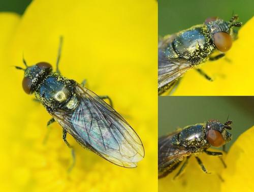 Réf. 181 375 : Riponnensia splendens