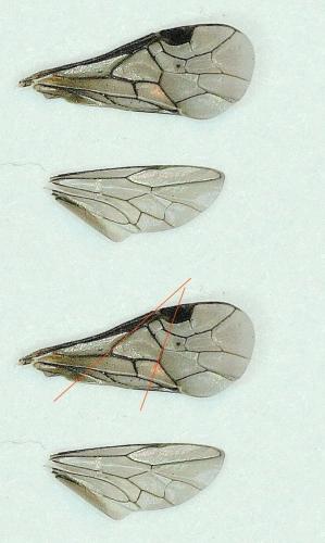 Réf. 181 427 : Endelomyia aethiops