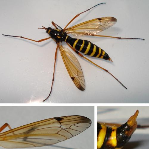 Ctenophora flaveolata