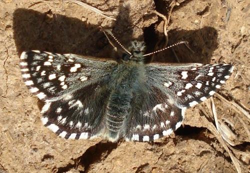 Réf. 181 373 : Pyrgus malvae