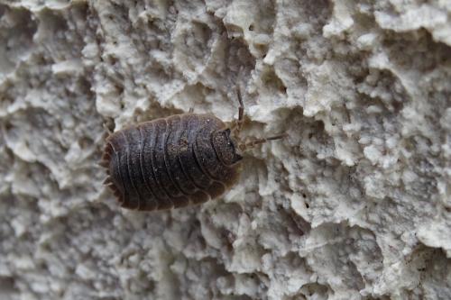 Porcellio dilatatus