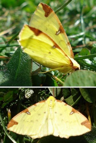 Opisthograptis luteolata