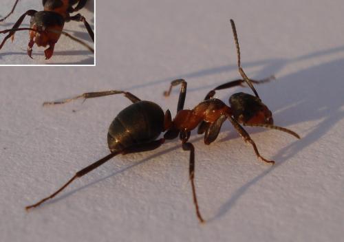 Réf. 181 601 : Formica pratensis