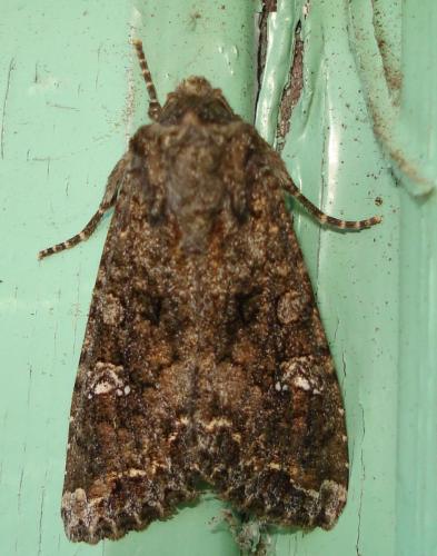 Réf. 181 669 : Mamestra brassicae