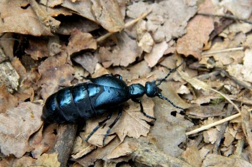 Meloe sp.