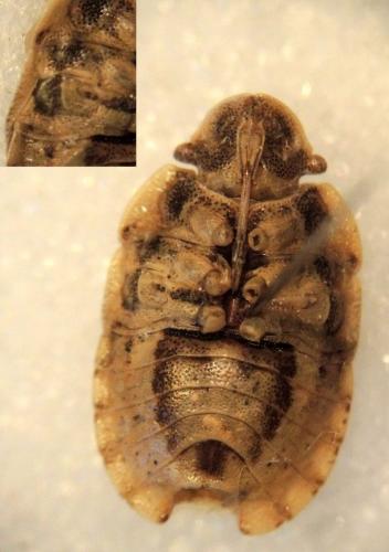 Sciocoris sp.