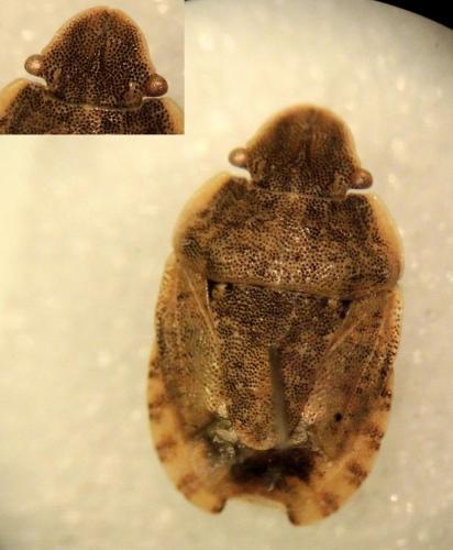 Sciocoris sp.