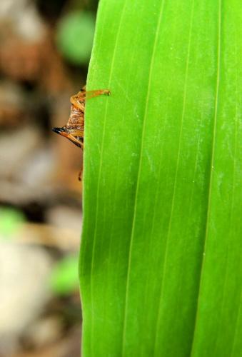 Elasmucha ferrugata