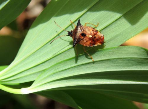 Elasmucha ferrugata