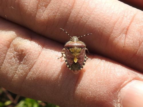 Dolycoris baccarum
