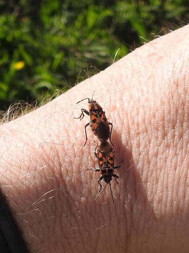 Réf. 181 339 : Spilostethus saxatilis