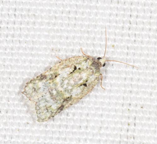 Acleris literana