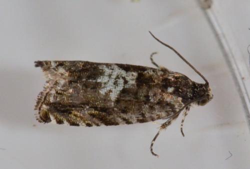 Réf. 181 984 : Pammene argyrana