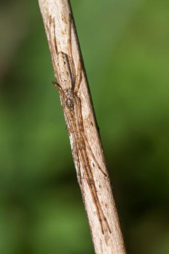 Tetragnatha sp.