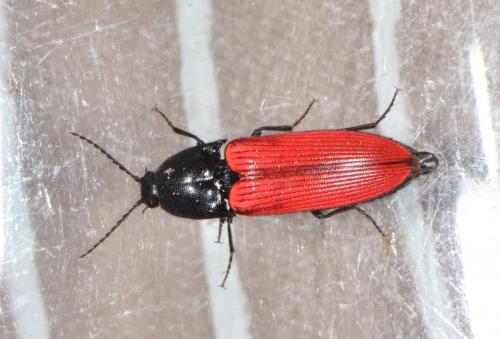 Réf. 181 678 : Ampedus sanguineus