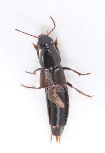 Réf. 181 270 : Quedius sp.