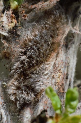 Réf. 181 190 : Eriogaster catax