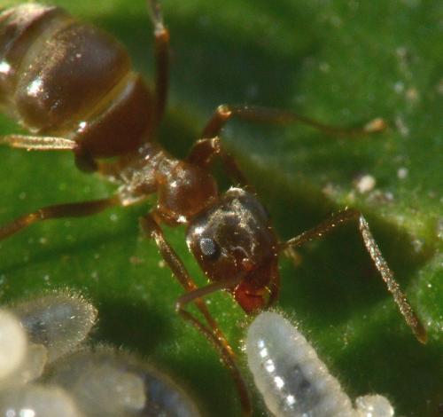 Lasius (niger)
