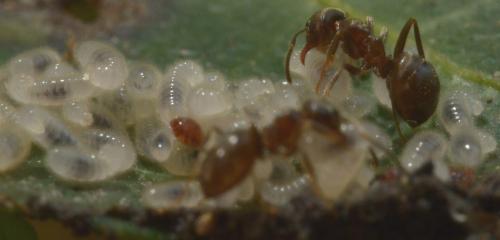 Lasius (niger)