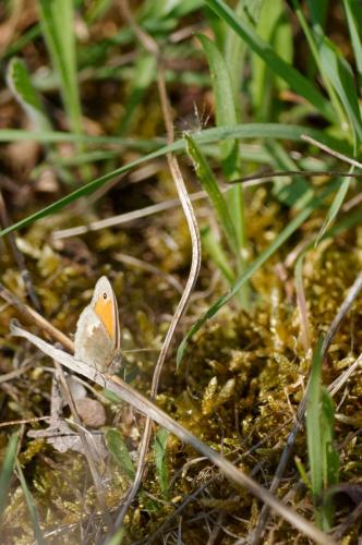 Réf. 181 182 : Coenonympha pamphilus