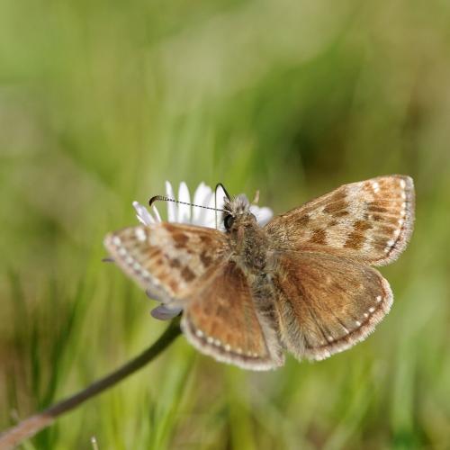 Erynnis tages