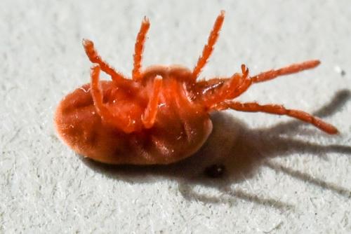 Réf. 181 125 : Allothrombium fuliginosum