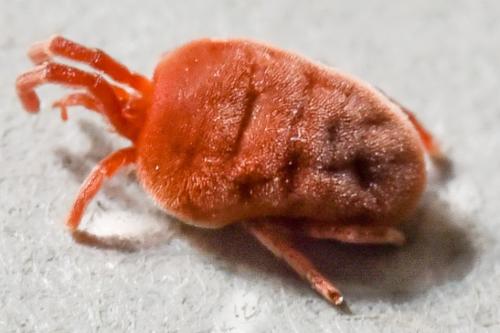 Réf. 181 123 : Allothrombium fuliginosum
