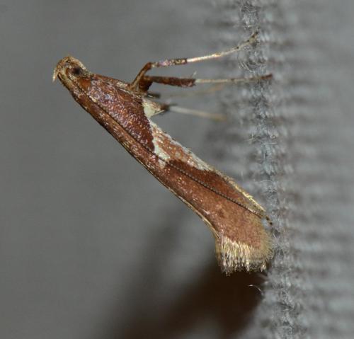 Caloptilia stigmatella