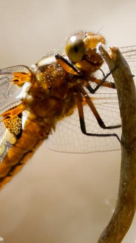 Libellula depressa