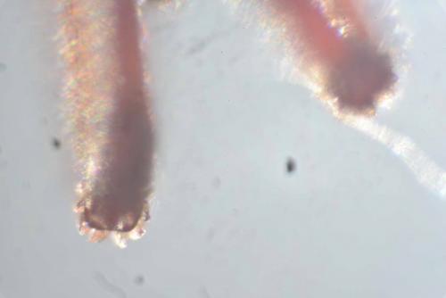Réf. 181 666 : Allothrombium fuliginosum