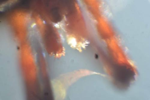 Réf. 181 667 : Allothrombium fuliginosum