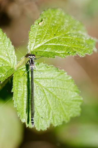 Réf. 181 420 : Coenagrion puella