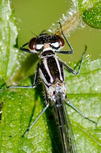 Coenagrion puella
