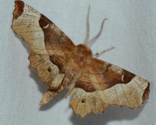 Selenia tetralunaria