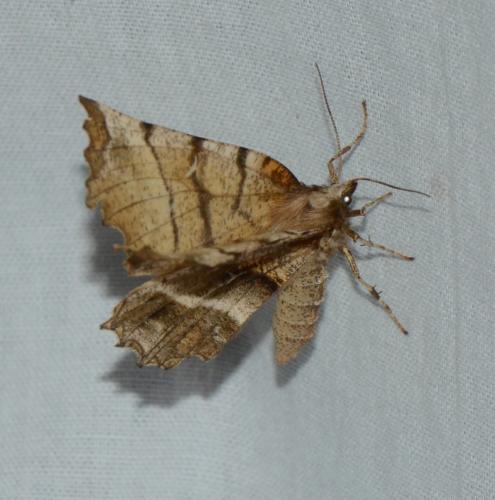 Réf. 181 800 : Selenia dentaria