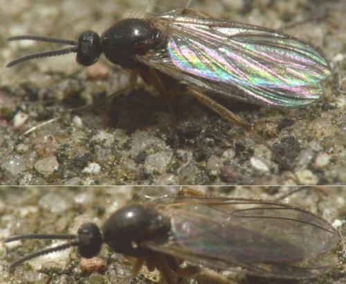 Mycetobia pallipes