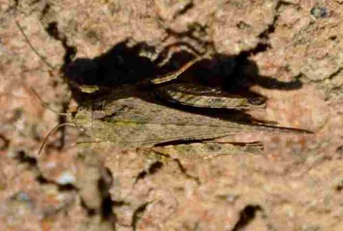 Tetrix bolivari