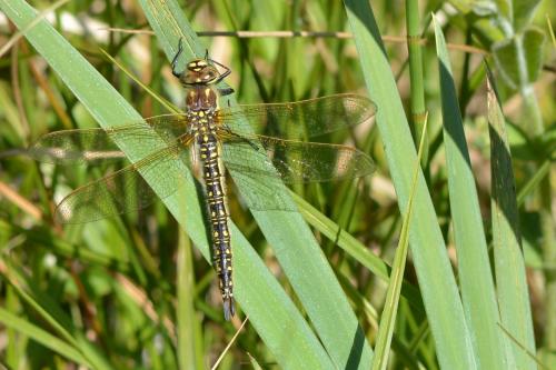 Réf. 181 257 : Brachytron pratense