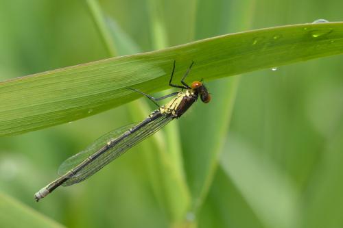 Erythromma najas