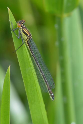 Erythromma najas
