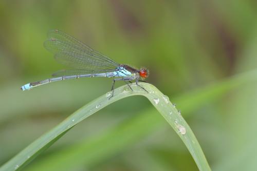 Erythromma najas