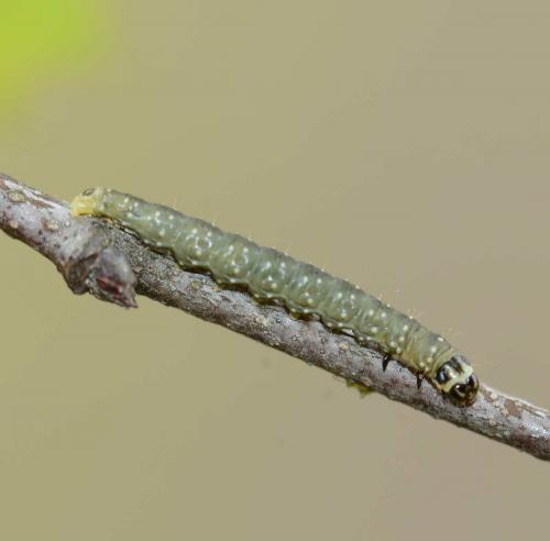 Réf. 181 888 : Apotomis turbidana