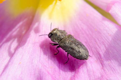 Réf. 181 632 : Anthaxia sp.