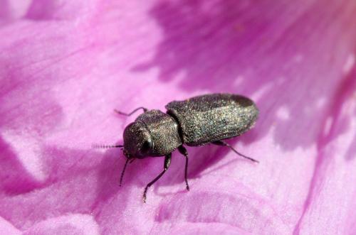 Réf. 181 633 : Anthaxia sp.